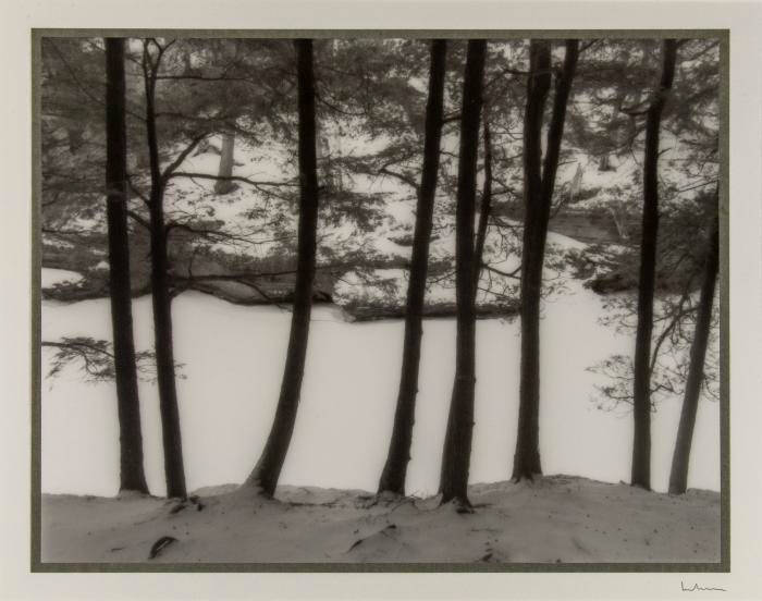 Black and white photograph of a row of trees, with a snowy scene of more trees behind them.
